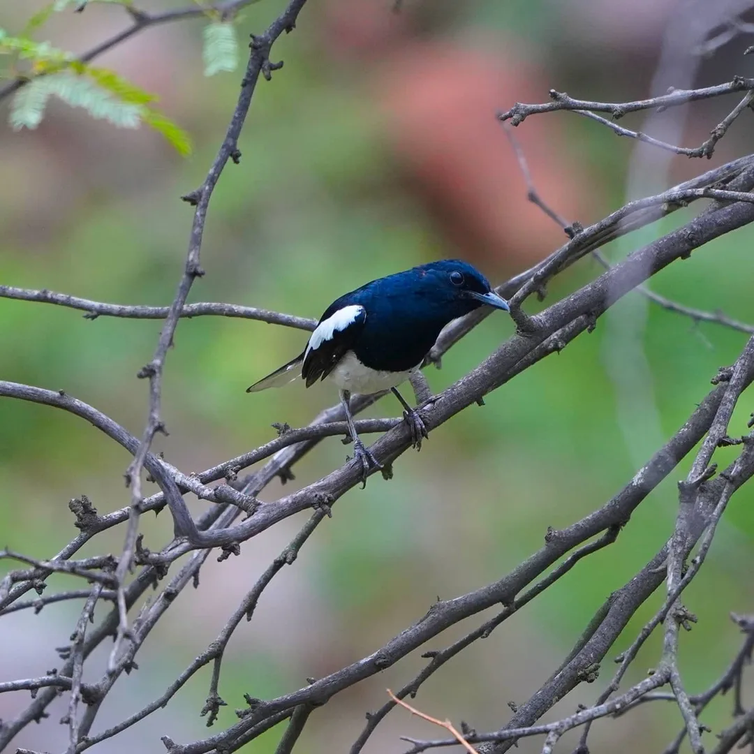 The Oriental Magpie-robin