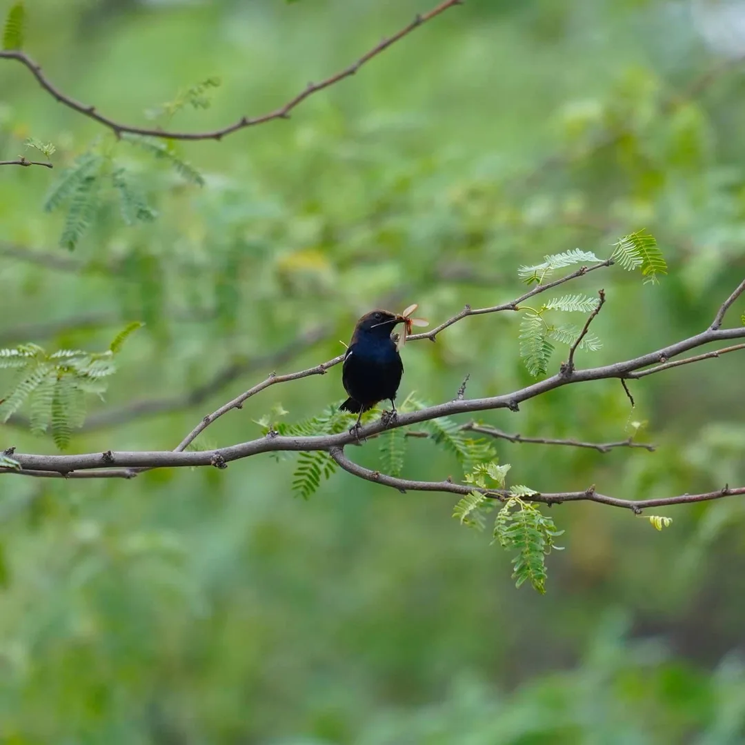 "I have the goods. In my mouth."

This Indian Robin flitted about for a very long time, from branch to branch, tree to tree, with its catch in its mouth. Was it trying to impress s