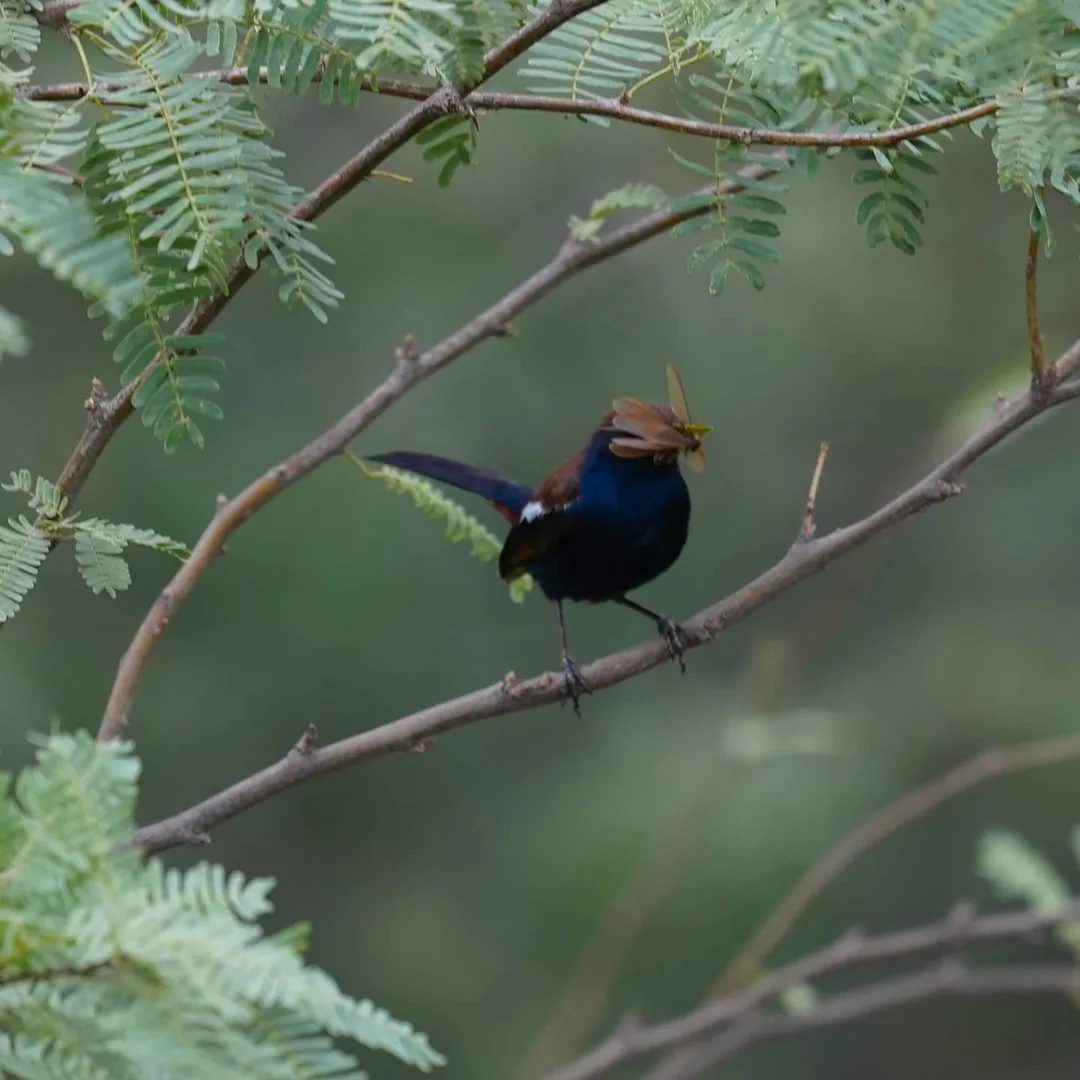 "I have the goods. In my mouth."

This Indian Robin flitted about for a very long time, from branch to branch, tree to tree, with its catch in its mouth. Was it trying to impress s