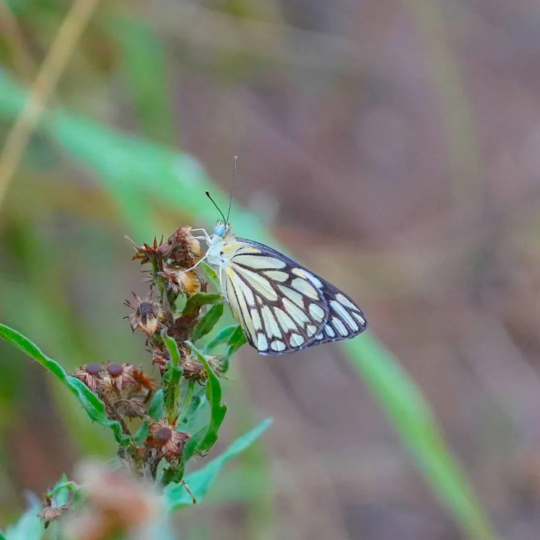 The Himalayan Blackvein butterfly.