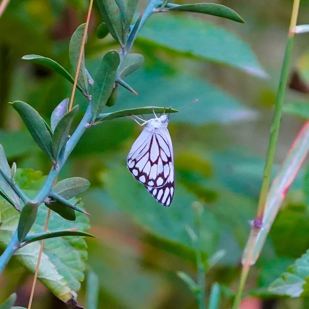 The Himalayan Blackvein butterfly.
