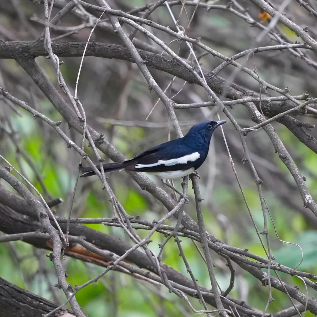 The Oriental Magpie-robin