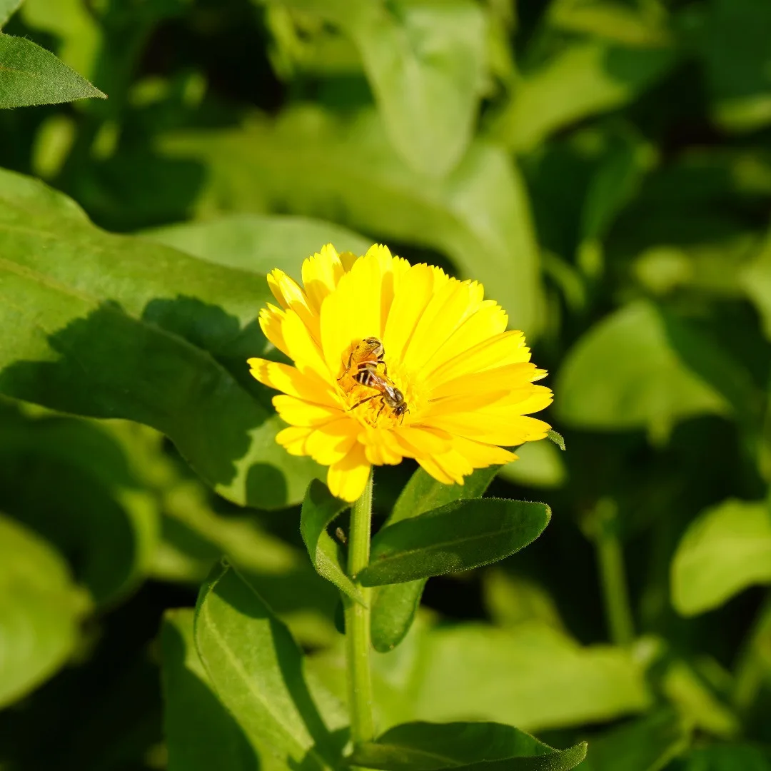 More #flower. More #bees.