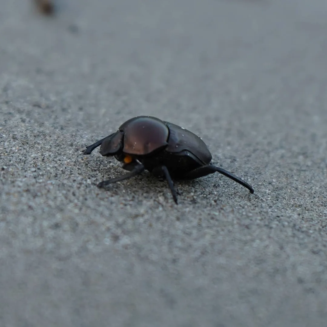 Dung beetle, on its way to conquer the world