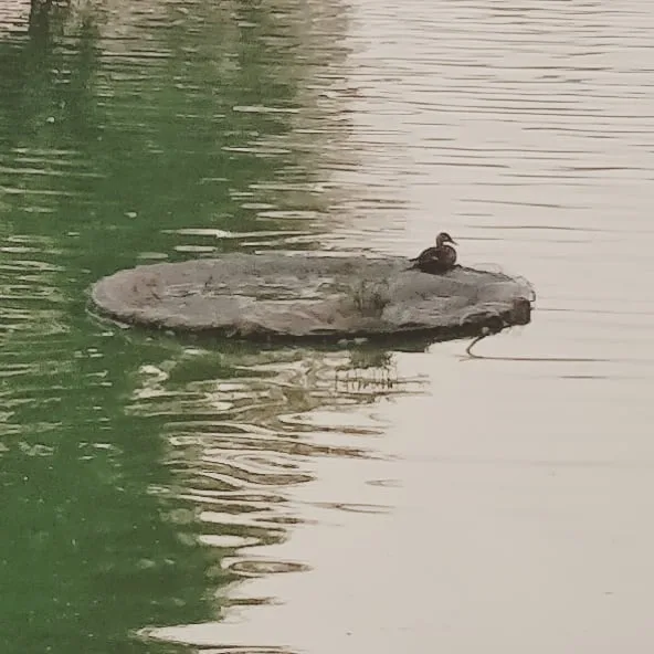 Spot billed duck spotted