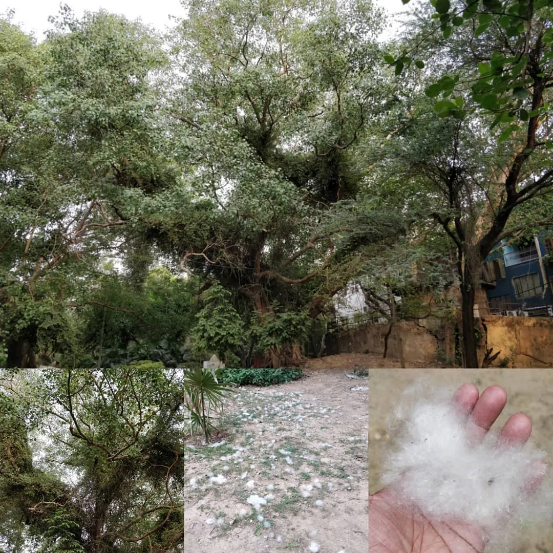 Peepal tree, with what looks like a different plant growing on it. Silk cotton seeds strewn all over the place.