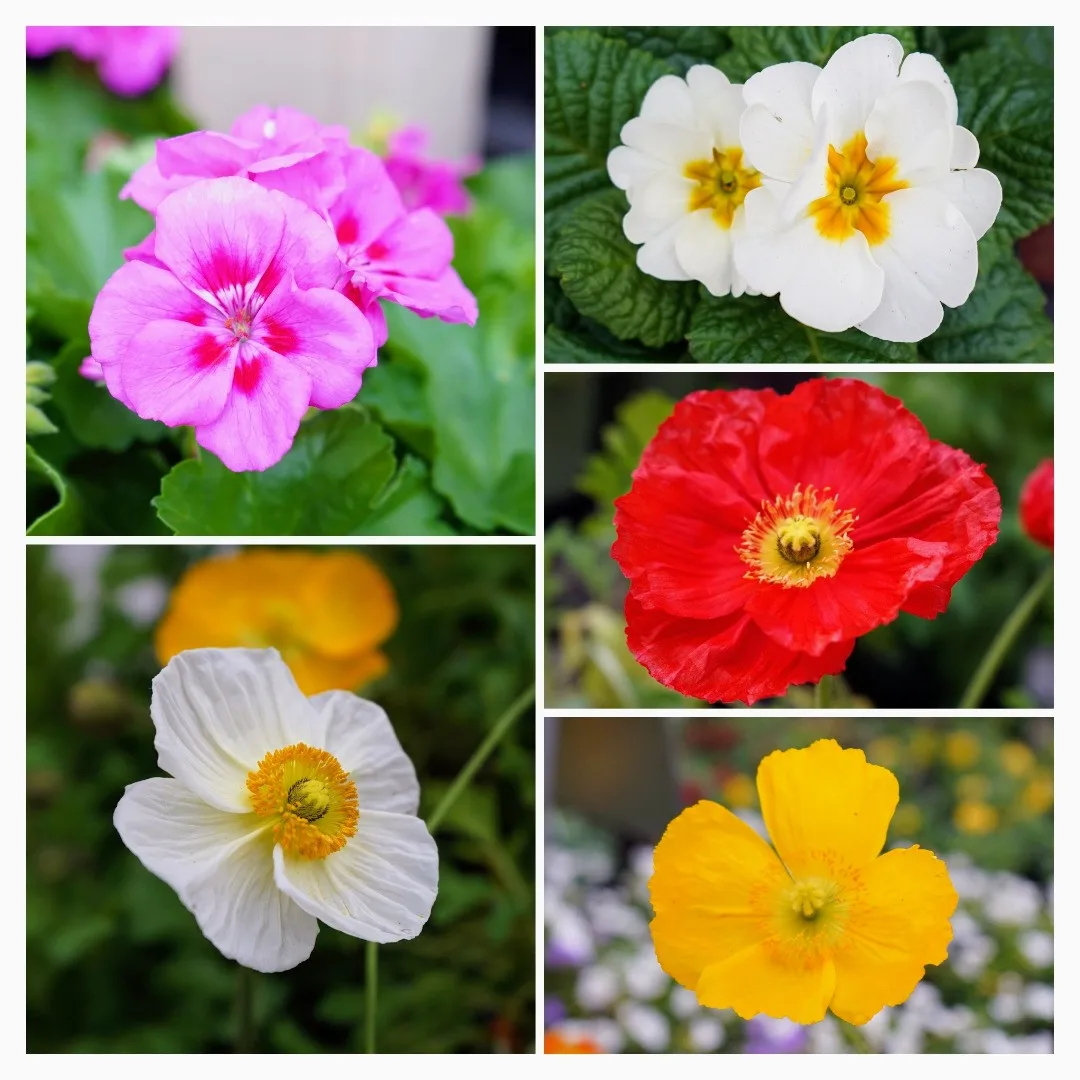 Destressing with memories of flowers