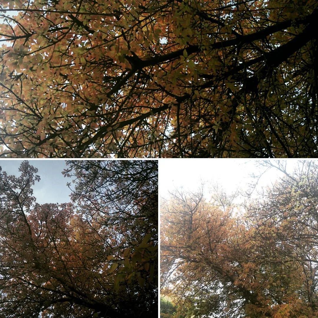 Morning beauty. Right outside my home.