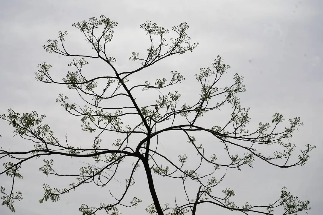 This tree looks like a tapestry from afar
Standing across the sky
I was photographing the bird sitting on it
But in the lightroom it was the tree that stood out