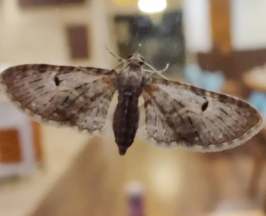 The wormwood pug, it seems