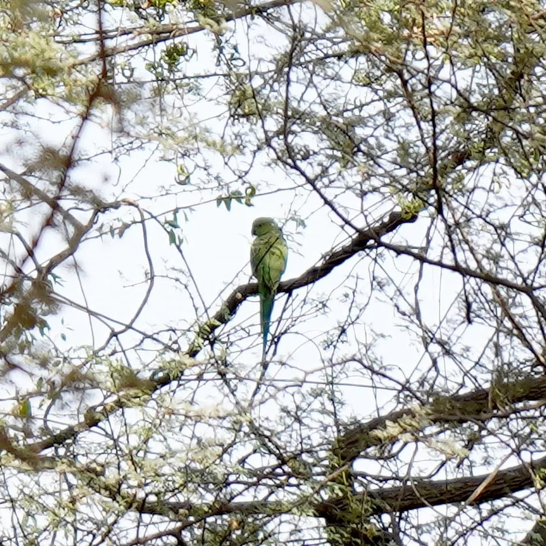 Parakeet