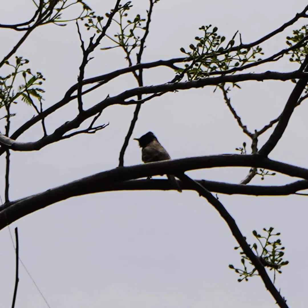 And here's the birdy on the tree I was going after.