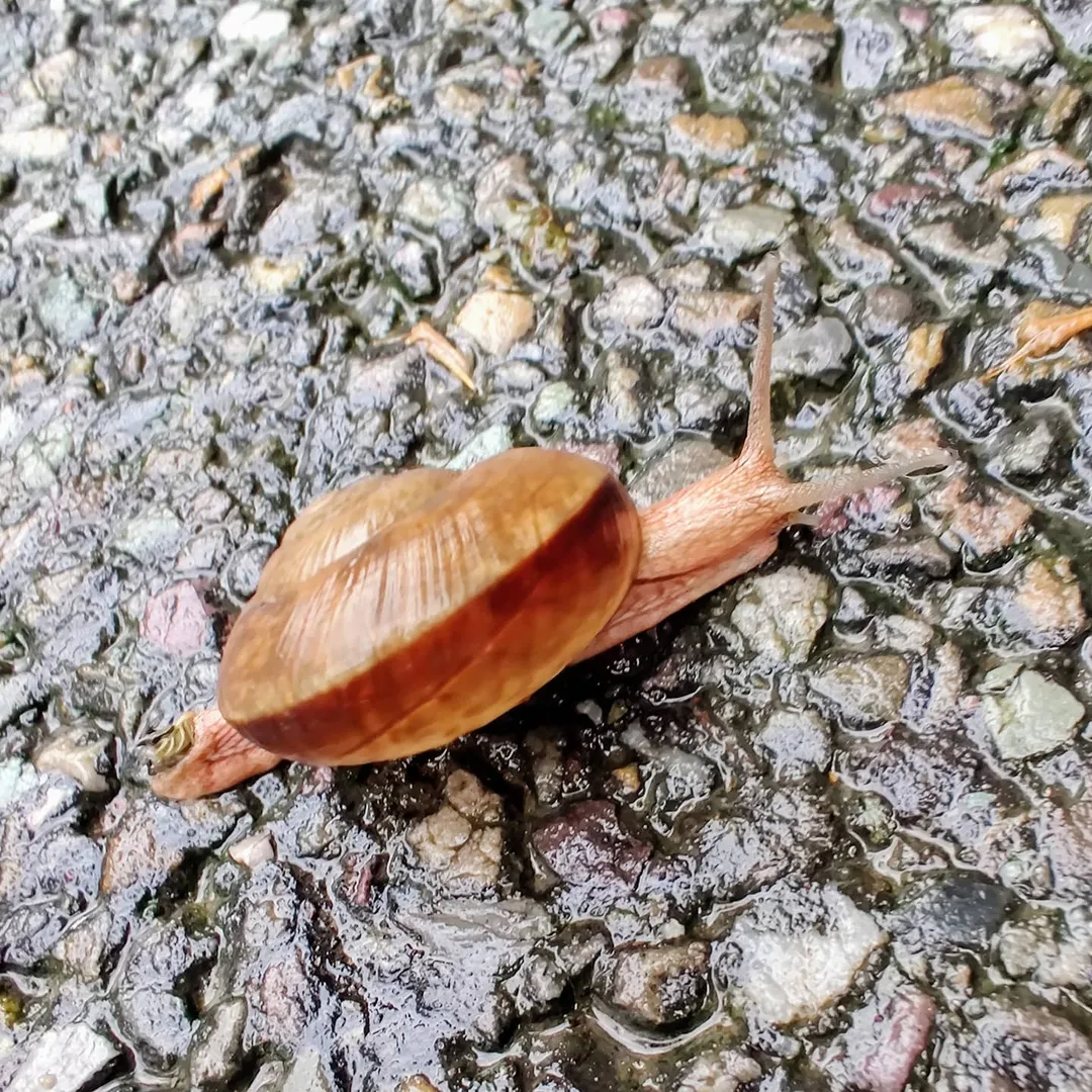 Snail. Plan view.