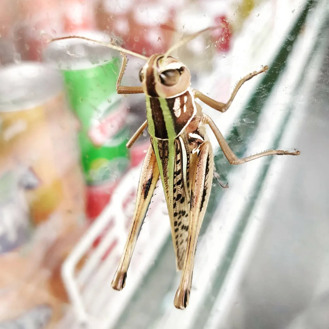@rasshmiguptaa this fellow showed up on a glass pane, but this time we were both on the same side.