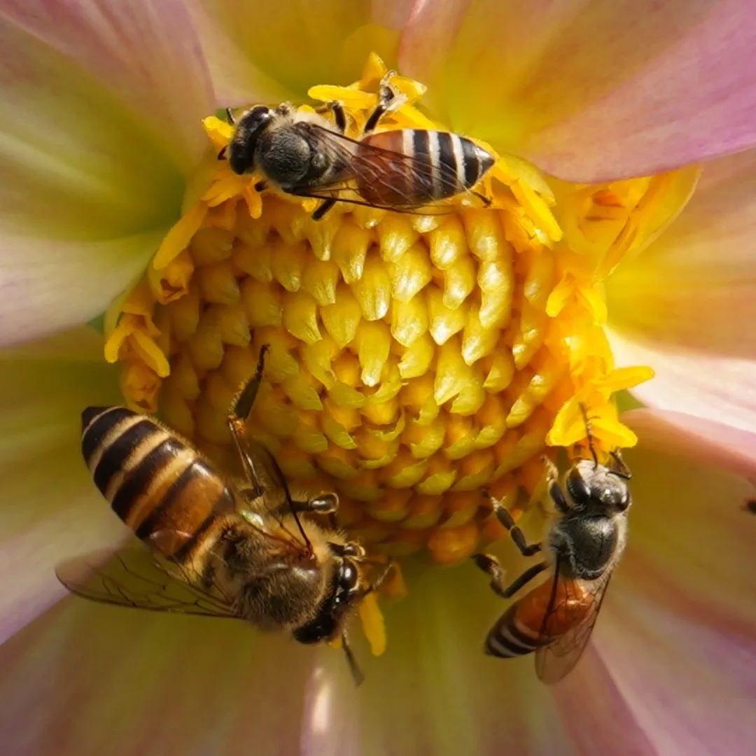 The #flower and the #bees
