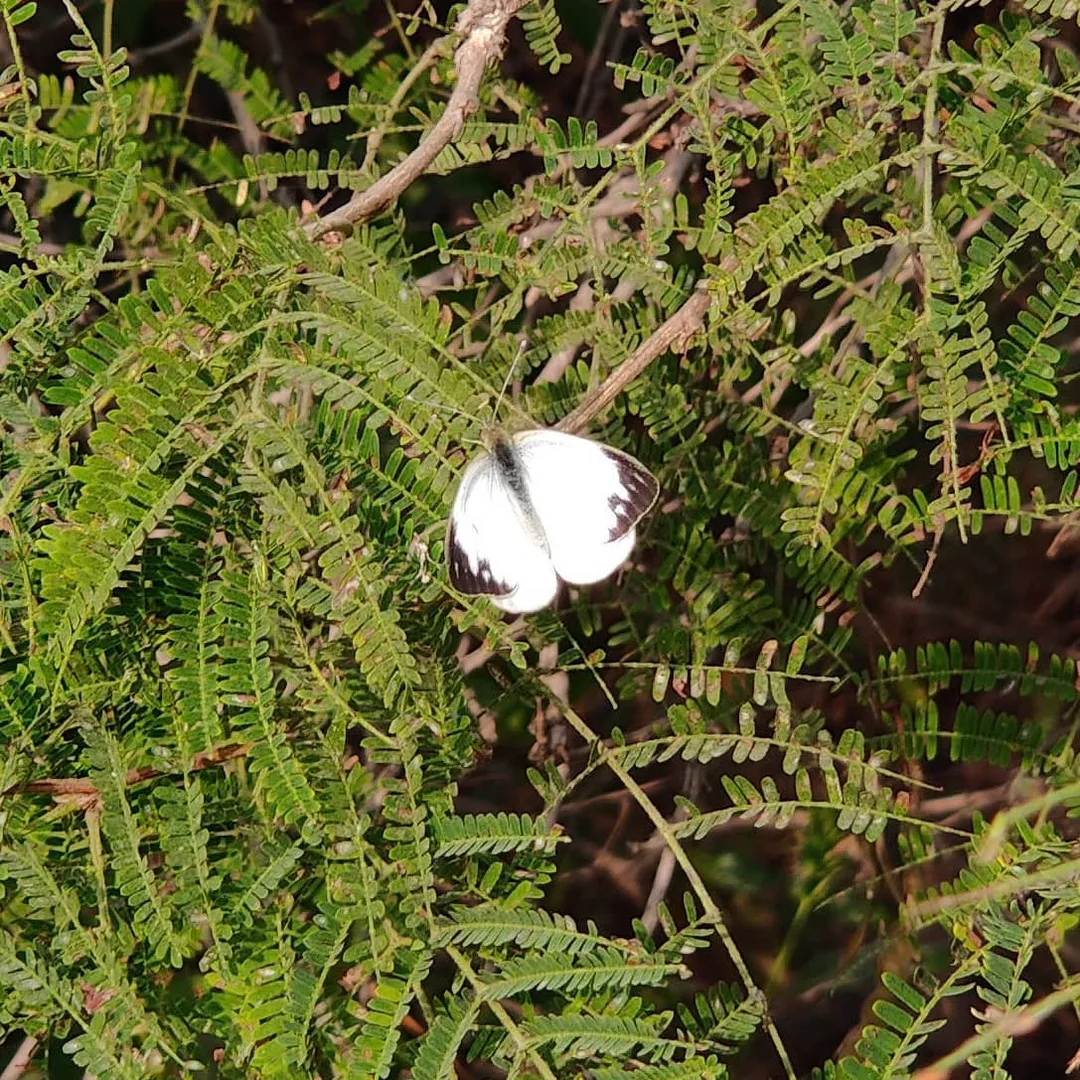 The "moth" that failed to impress Kavin