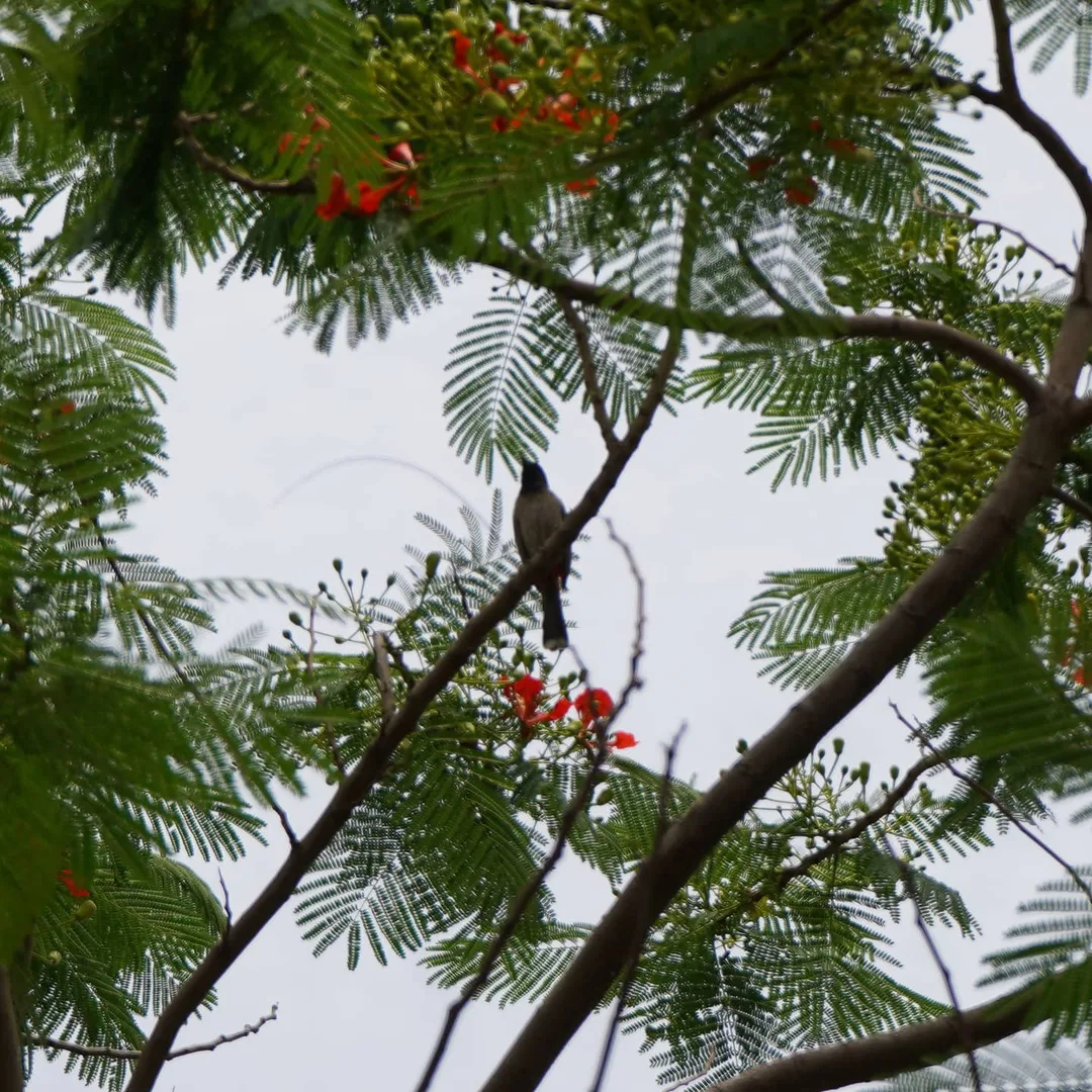 Here is another bird in a beautiful tree
