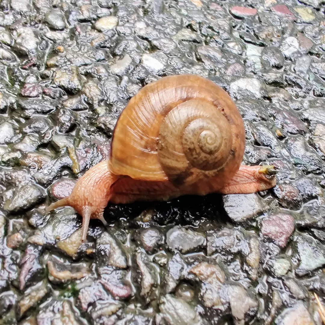 Snail. Elevation.