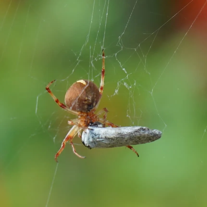 Same spidey. A minute later it had caught and cocooned a catch.