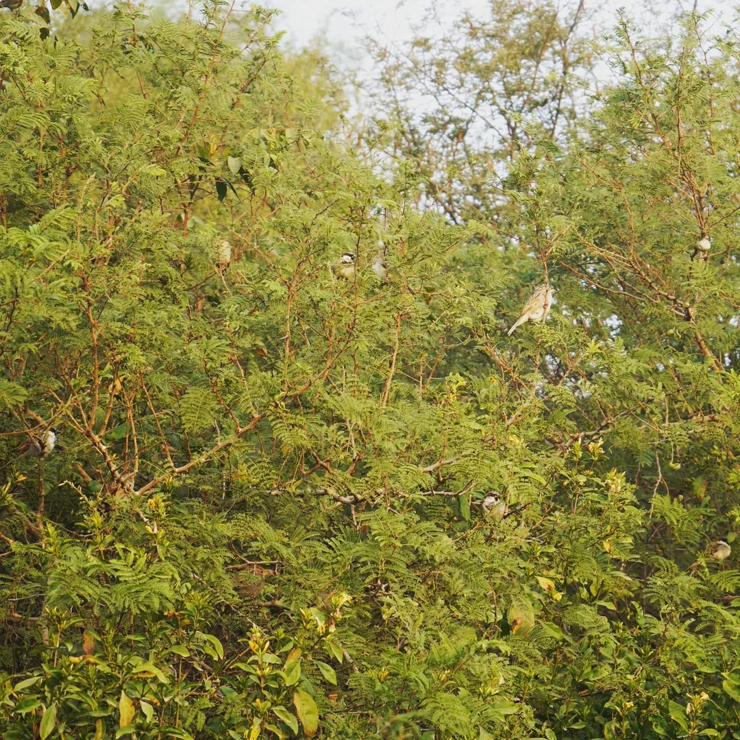 Be the first to identify all the sparrows in this picture, and get a free pass to 2021.