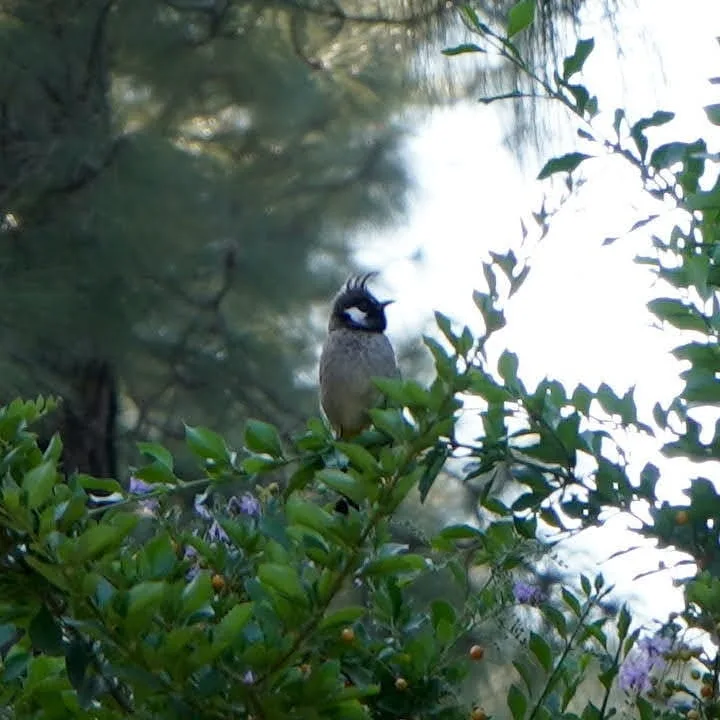 Himalayan Bulbul