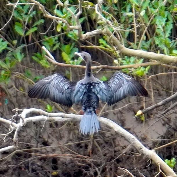 Cormorant, drying its wings