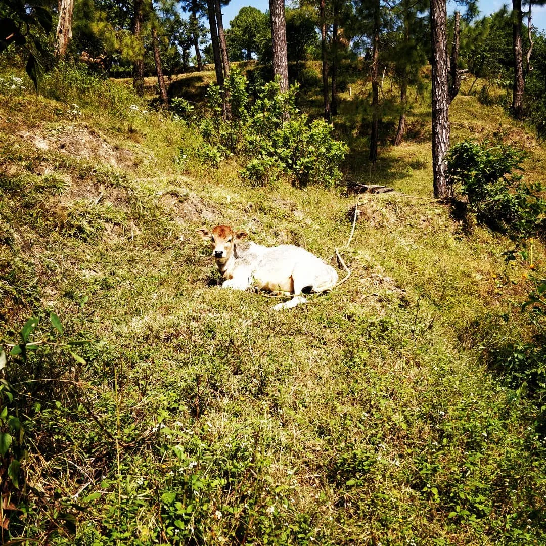 Bebe cow