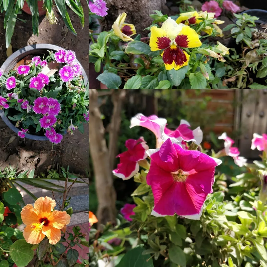 Say hello to the lovelies from our garden