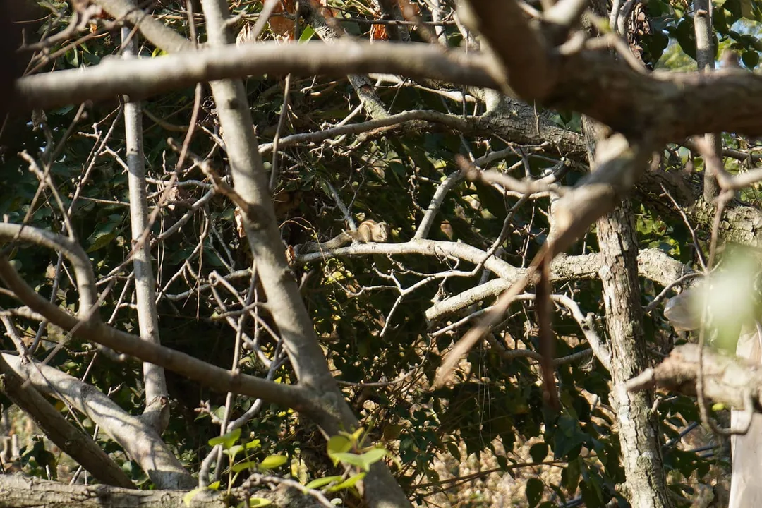 Do you see it?