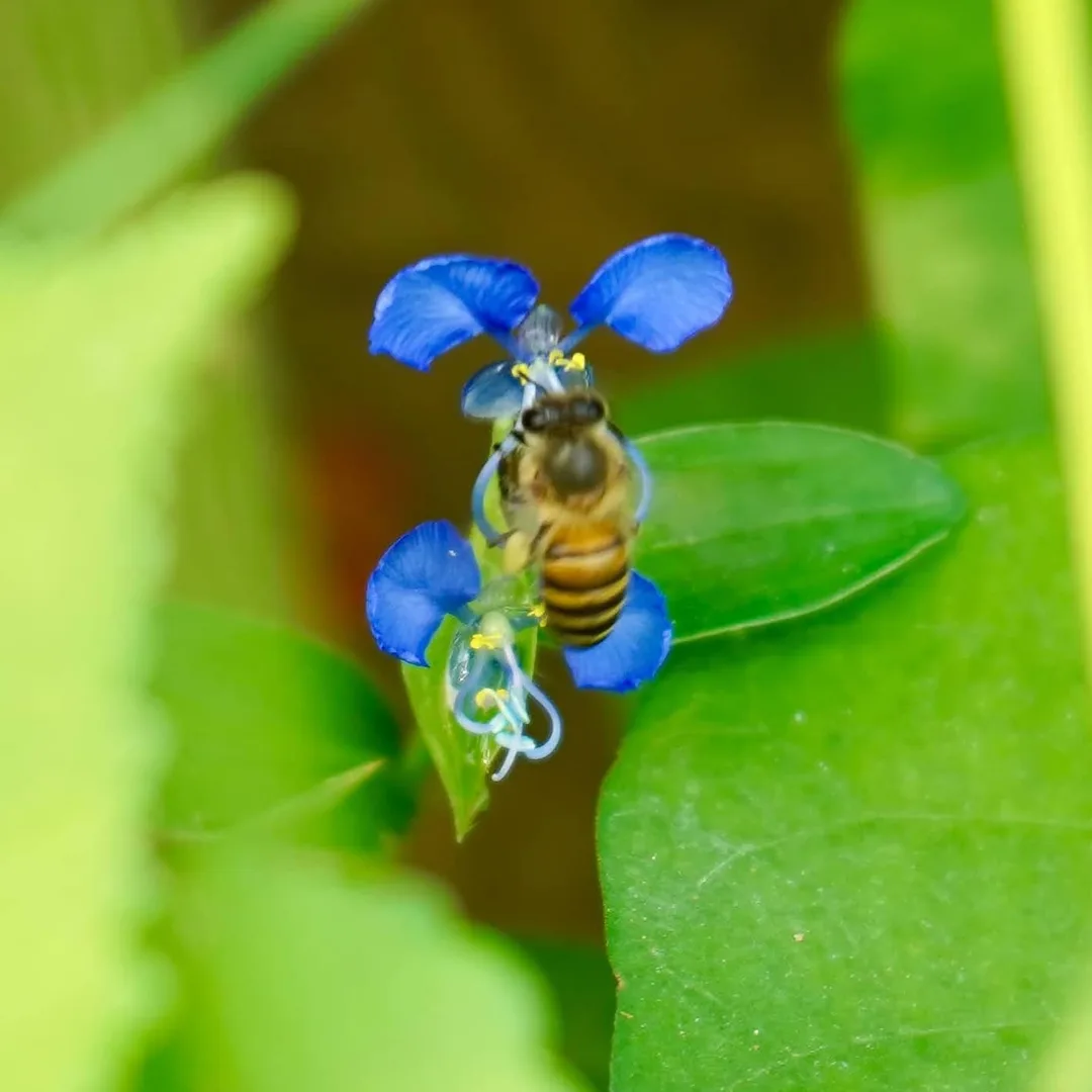 Bee. Out of focus, so it appears fuzzier than it really is.