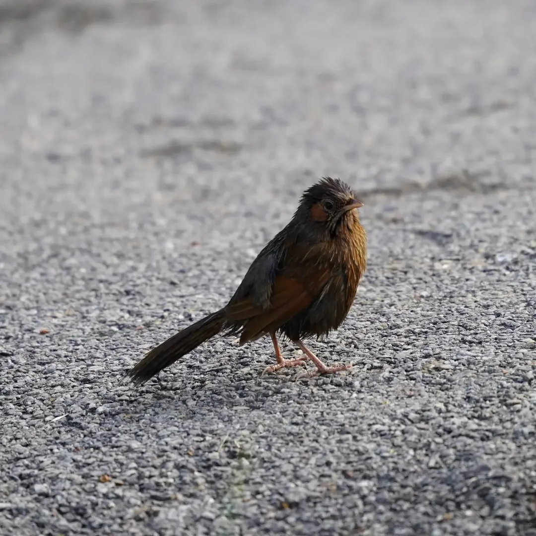 So apparently I was out #birding two years ago, in #Pangot. Chasing angry wet #birds