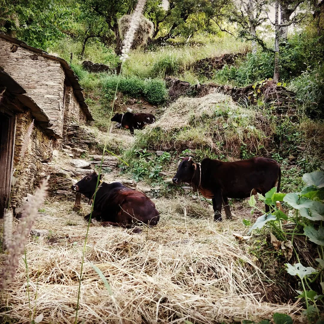 Cow