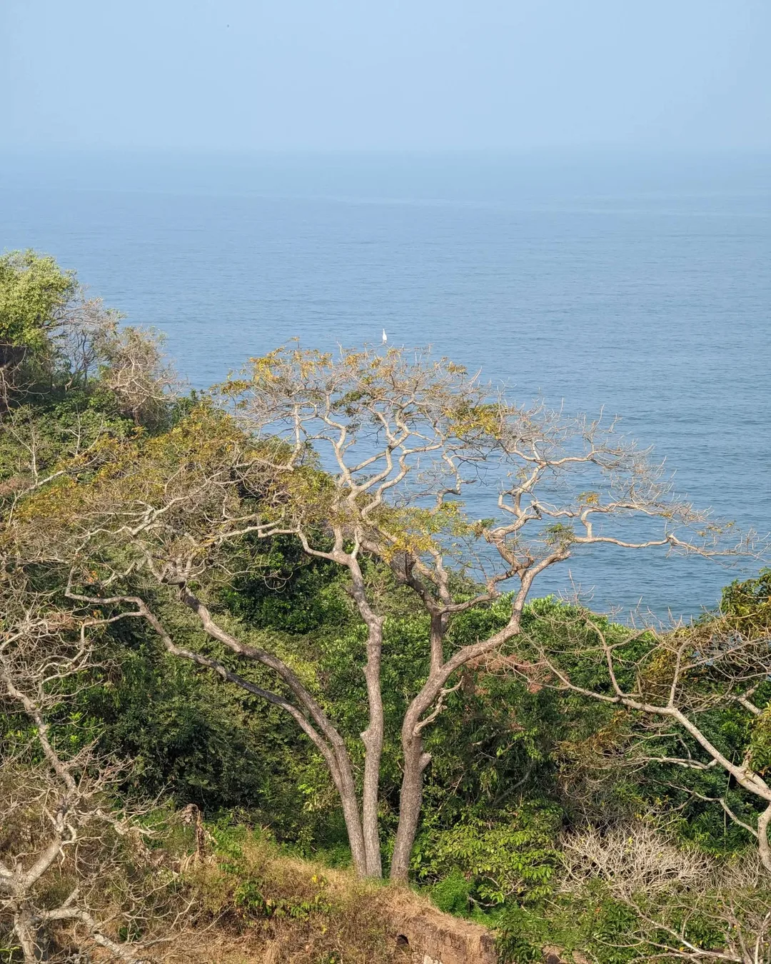 There is a bird sitting on top of that tree. It's been there for a long time. I wonder if it is fishing, or just contemplating life.

#caboderama #goa #tree #sea #bird #nature