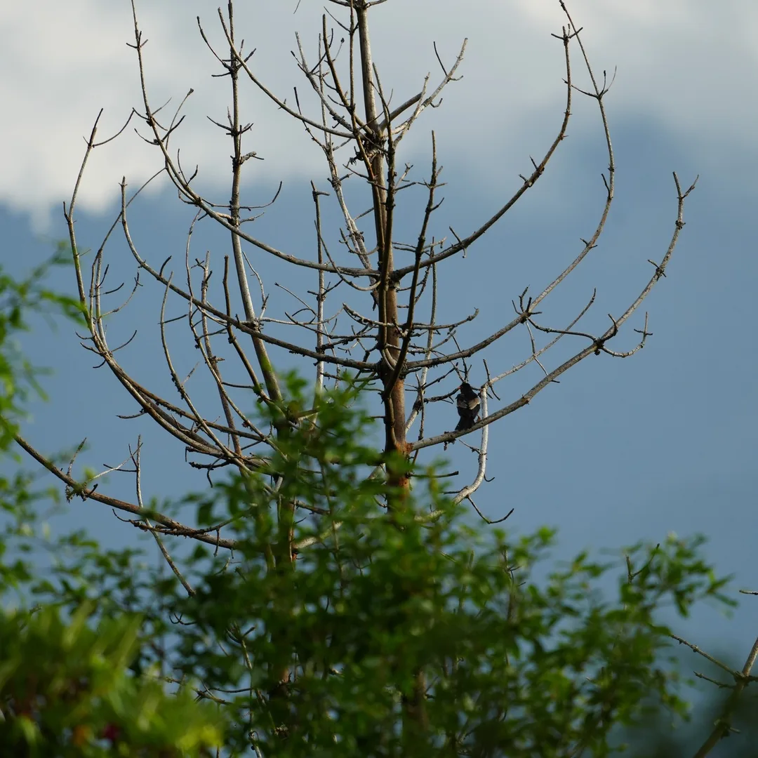 Somewhere in #Dhanolti. Some time this summer.

The bird is some kind of thrush, I think. Can you help me identify it?

#dhanaulti