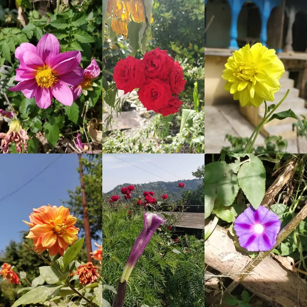कुछ फूल गुलिस्तां के