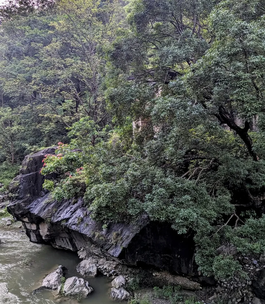 And here, #hidden in the #foliage, lies the other end of the #bridge