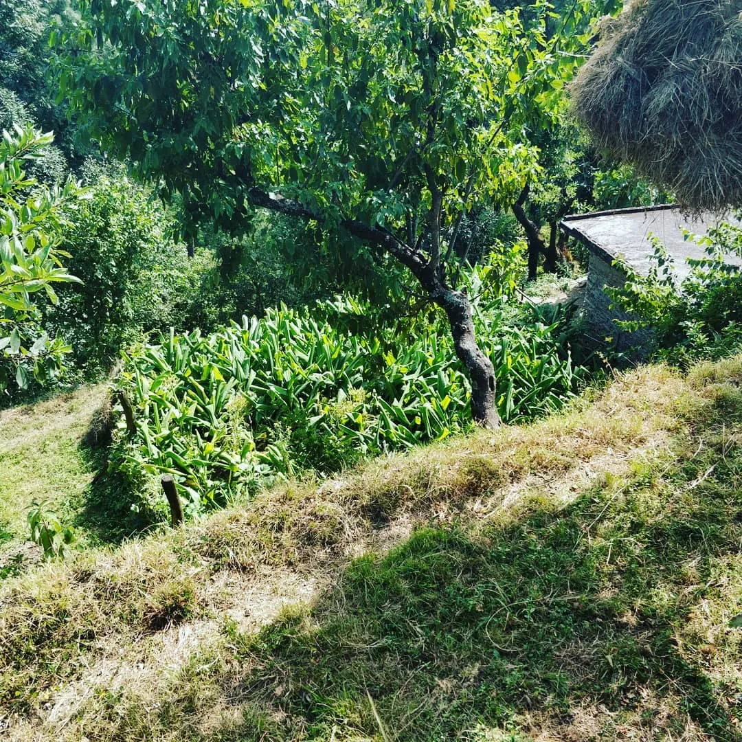सुंदर, बहुत सुन्दर खेत