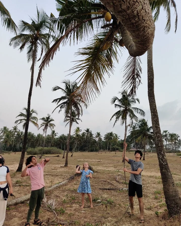 The beach shack ran out of coconuts, so the kids decided to get some of their own.
