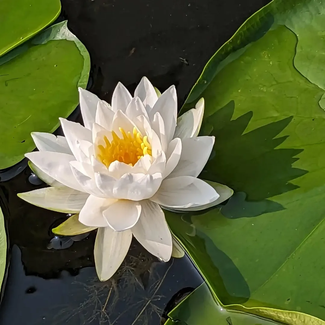 #Lily