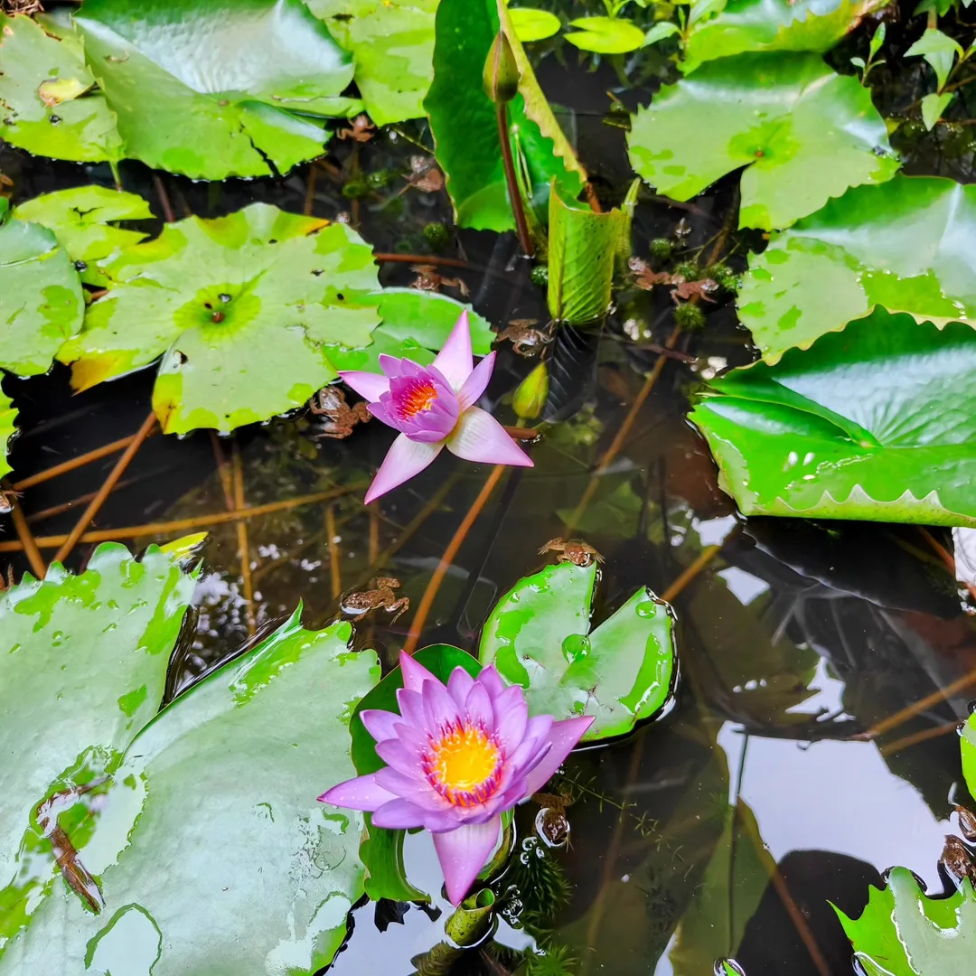 Oh #Goa, you #beauty. Water lilies in a #lily #pond. Don't miss all the froggies behind the lilies.

#waterlily #frog #jungledance