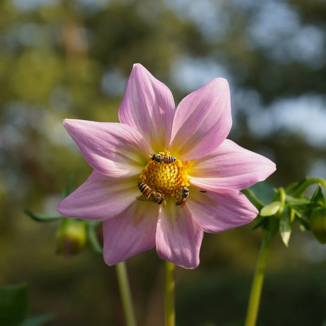 The #flower and the #bees