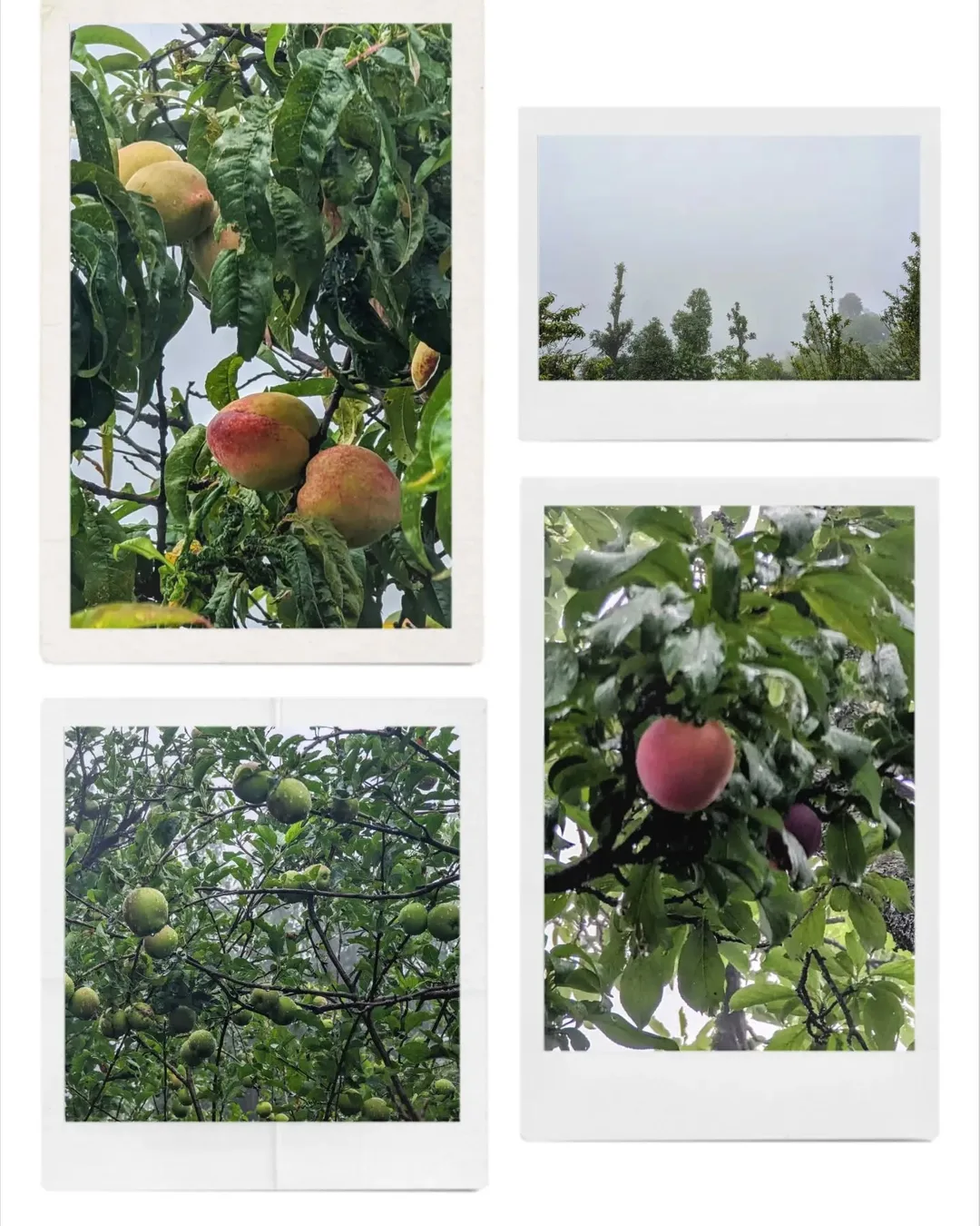 #Peaches, #apricots and #apples. And #fog. So much #fog. Or are they just #clouds?