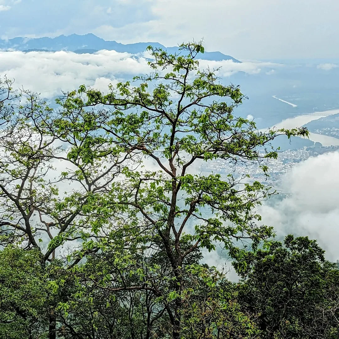 A lot going on in this pic. #Trees, a #cityscape, #mountains,#clouds and #fog. Even #monkeys, if you zoom in and hunt (not sure if Meta retains enough resolution for that).