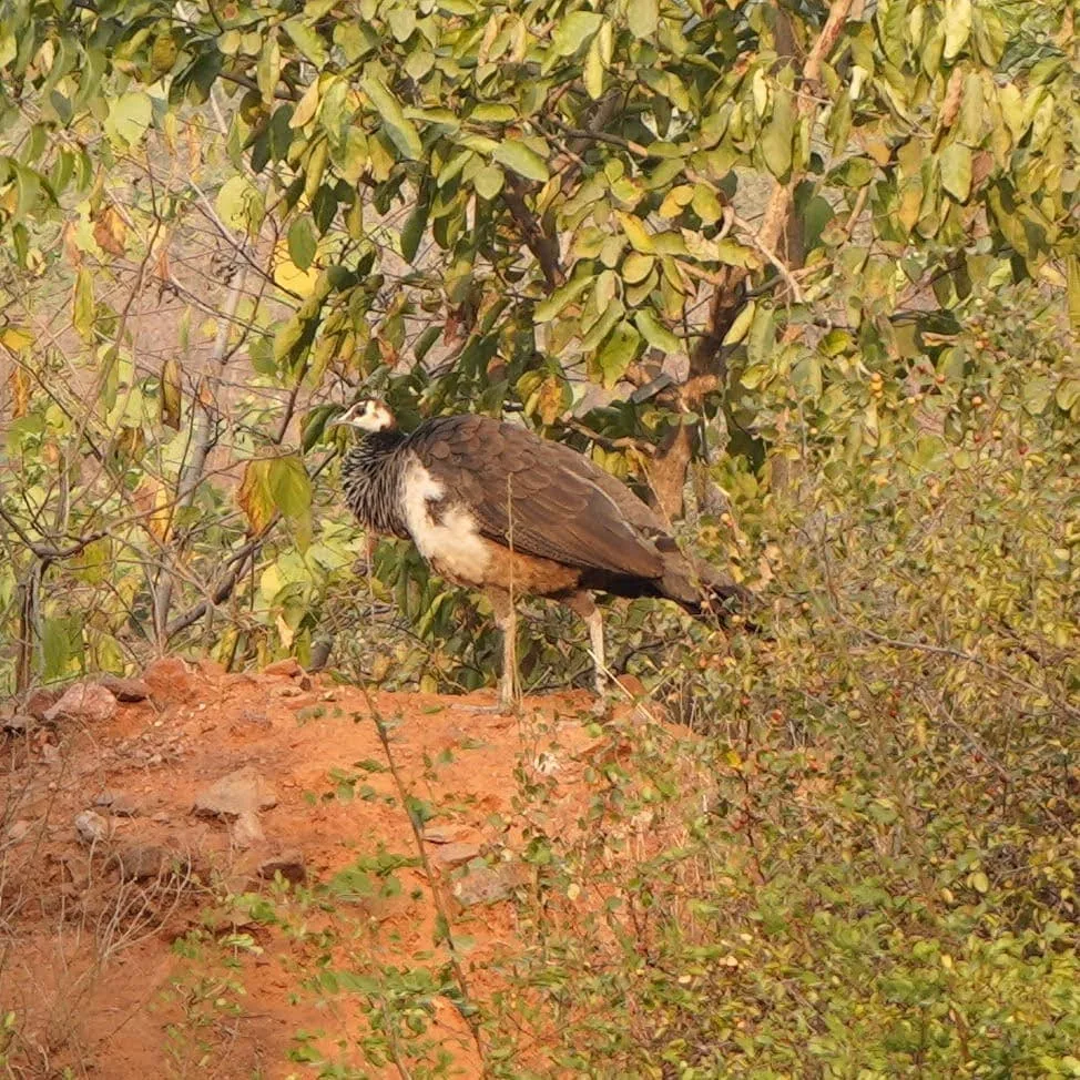 Peahen