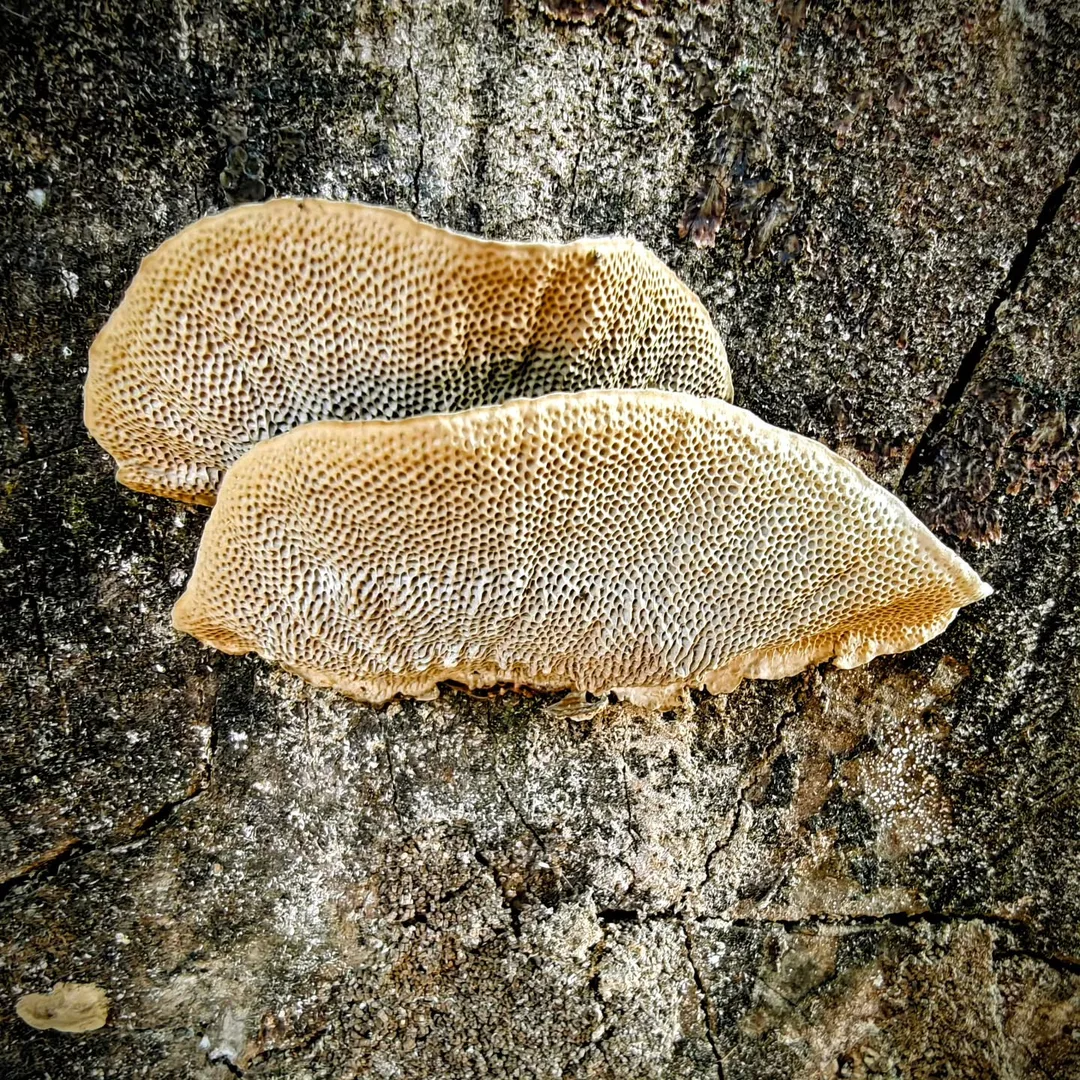 Zoom in, zoom in, and marvel. It's a fungus not two inches wide, but the detail in there. Just wow!