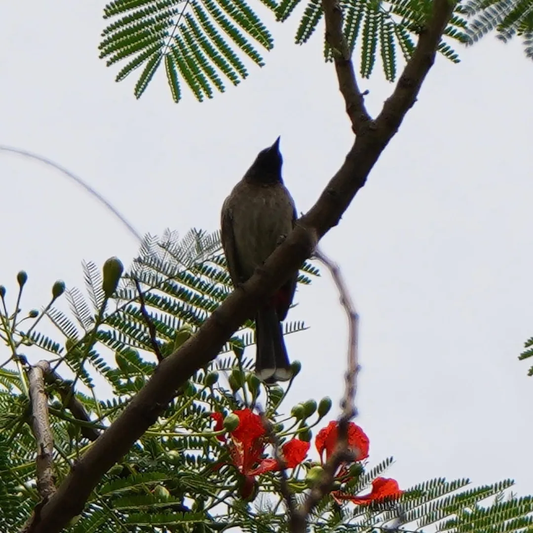 And a closer look at that bird