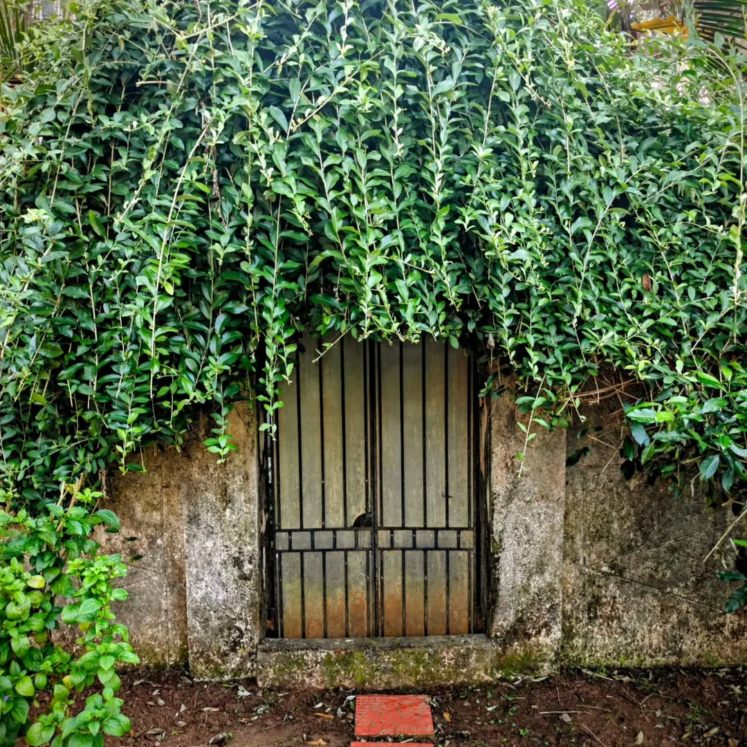 Portals to magical places. In Quitula, Aldona, North Goa.