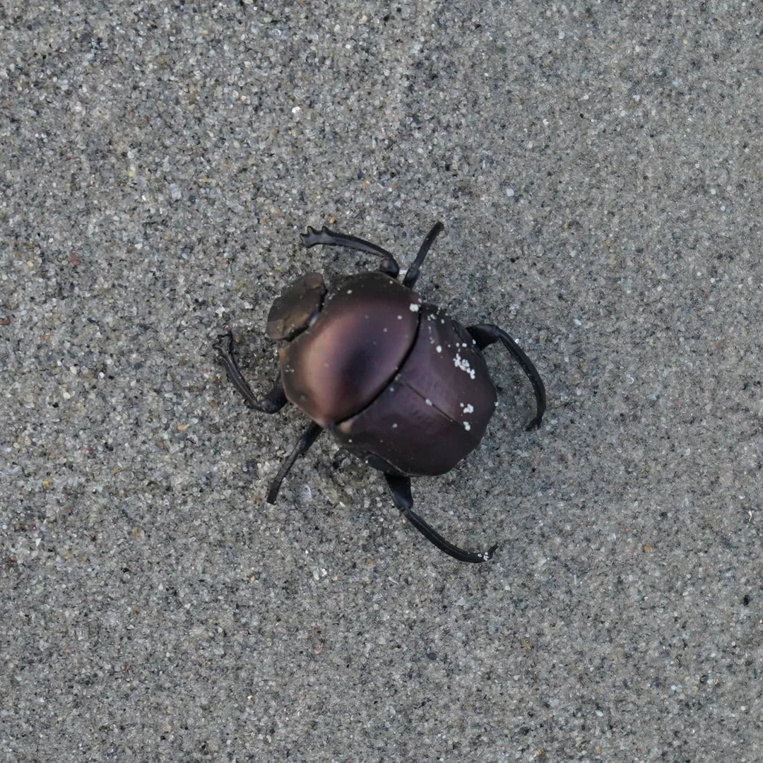 Dung beetle