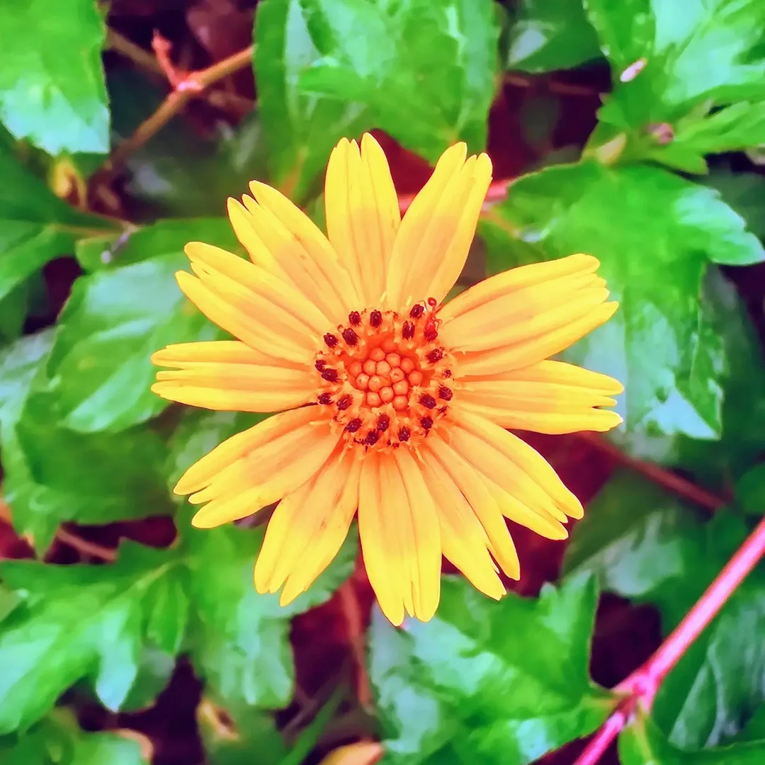 The rain makes everything so beautiful. Pictured outside the children's school. Spot the ant if you can.