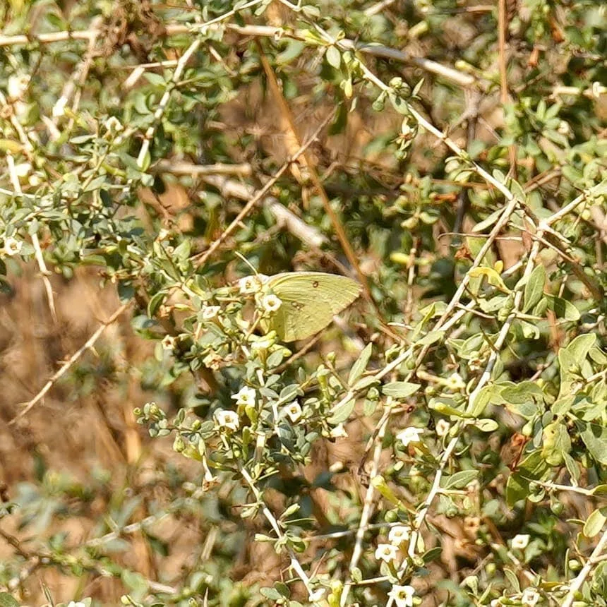 Unidentified butterfly